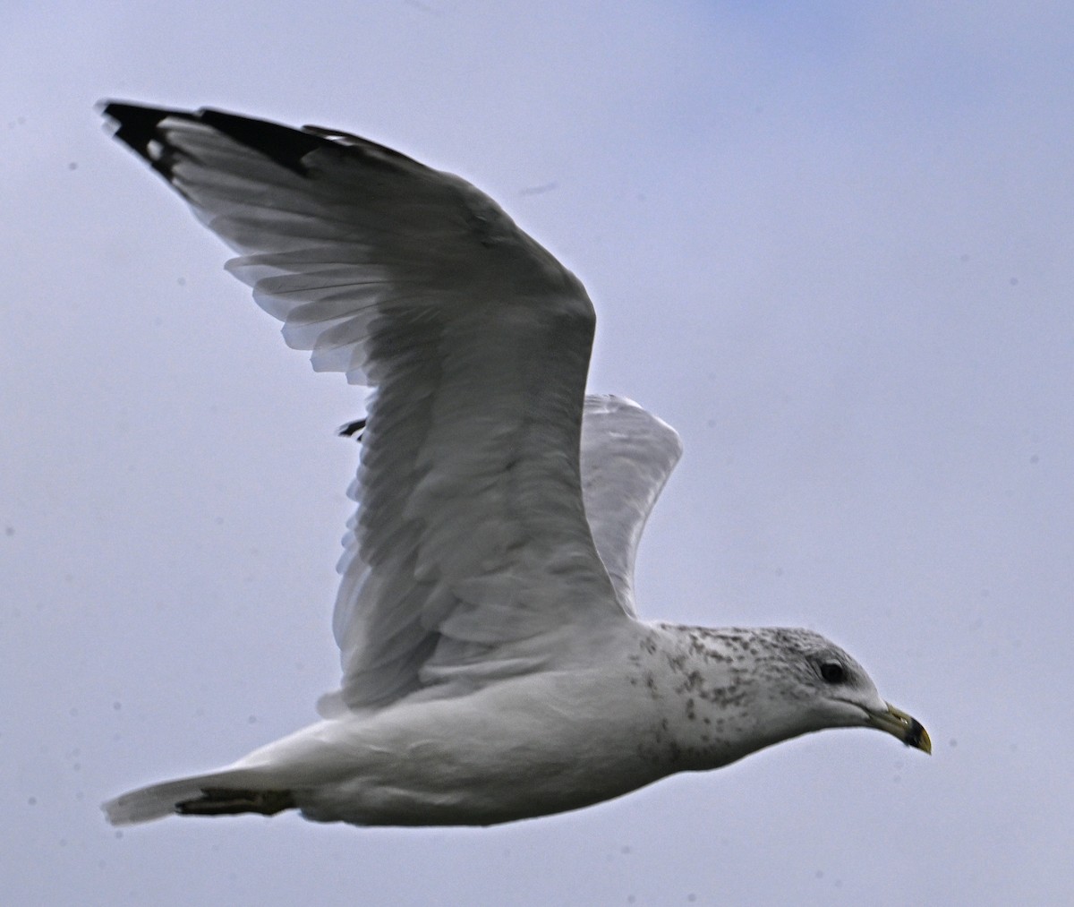 Ring-billed Gull - ML623534370