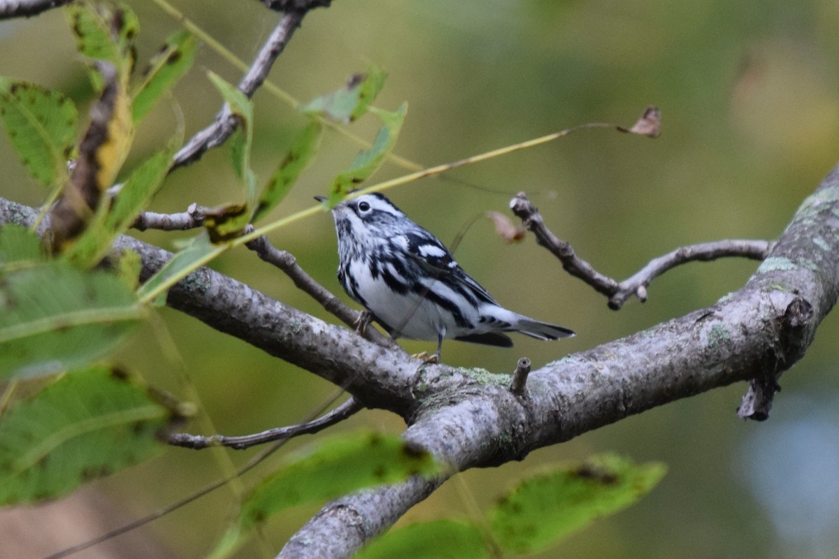 Black-and-white Warbler - ML623534375