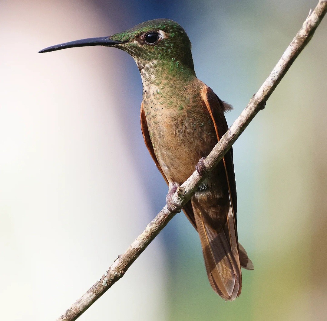 Fawn-breasted Brilliant - ML623534407