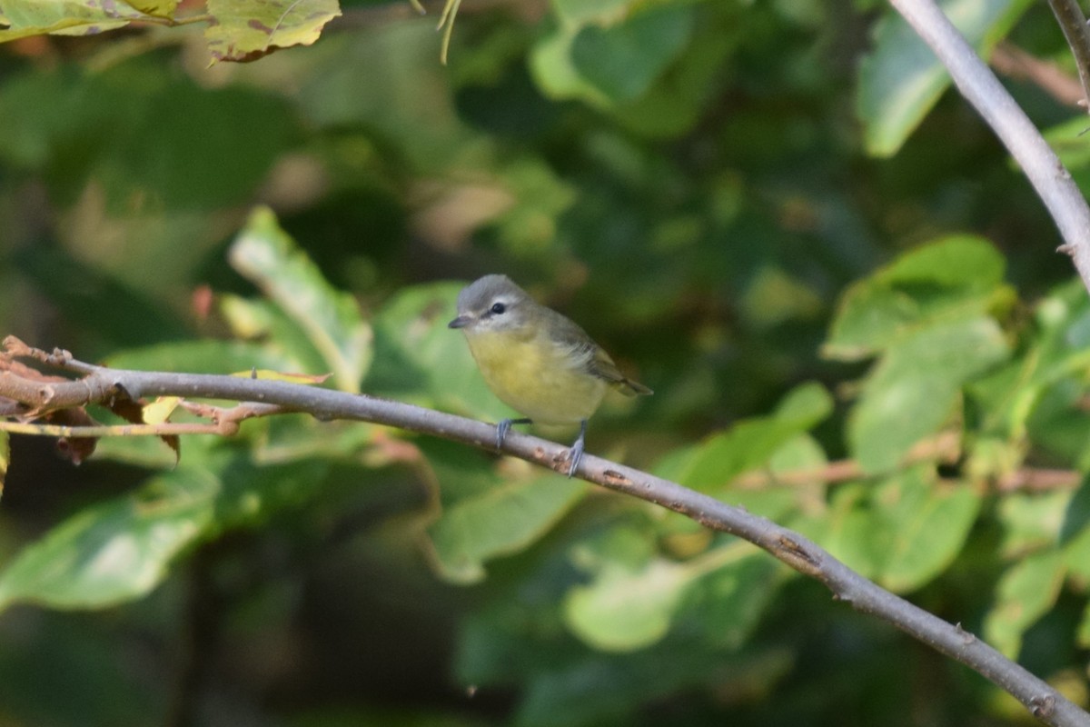 Philadelphia Vireo - Frank Holmes