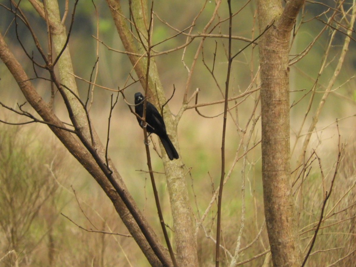 Variable Oriole - ML623534419