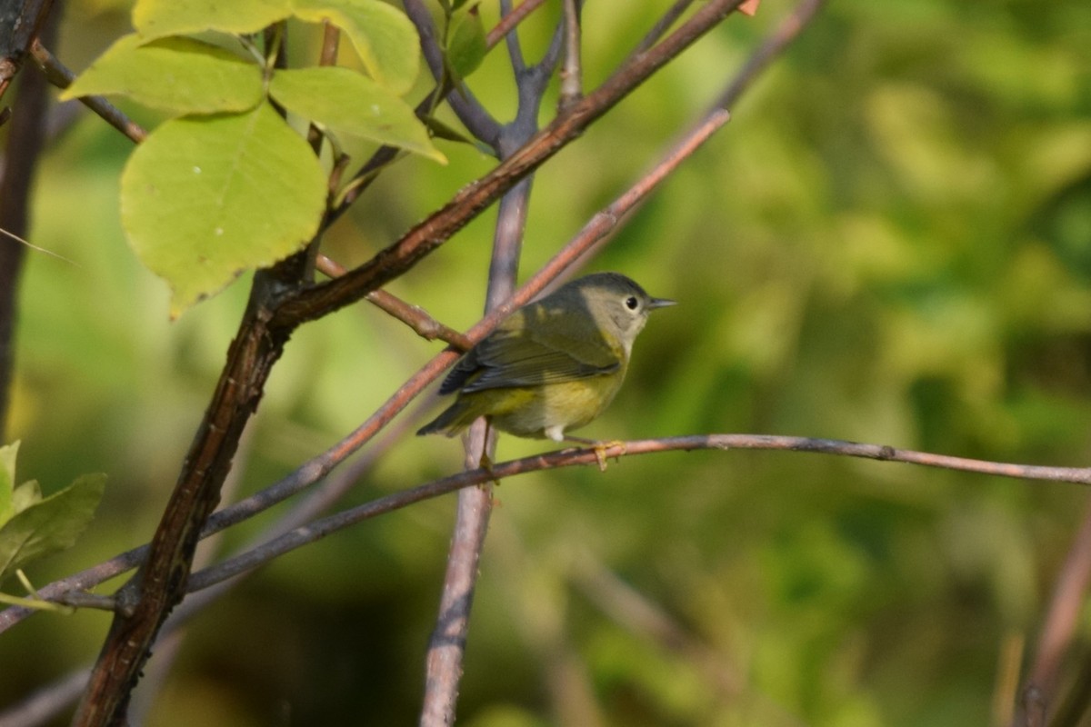 Nashville Warbler - ML623534423