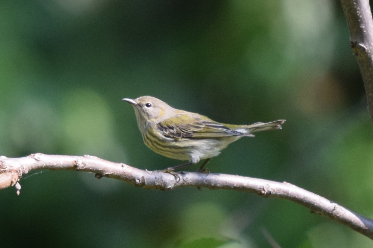 Cape May Warbler - Frank Holmes