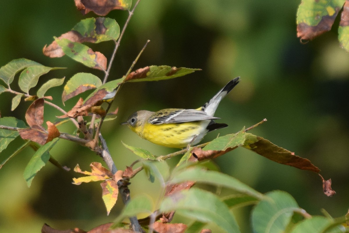 Magnolia Warbler - ML623534447