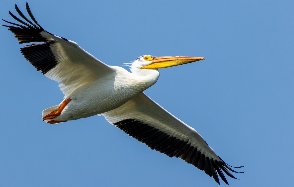 American White Pelican - ML623534454