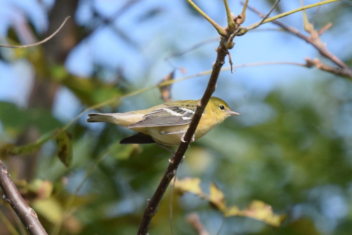 Bay-breasted Warbler - ML623534460