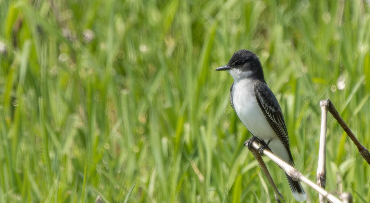 Eastern Kingbird - ML623534461