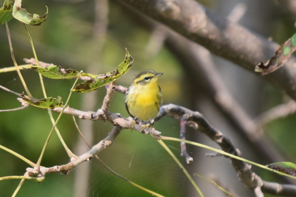 Blackburnian Warbler - ML623534464