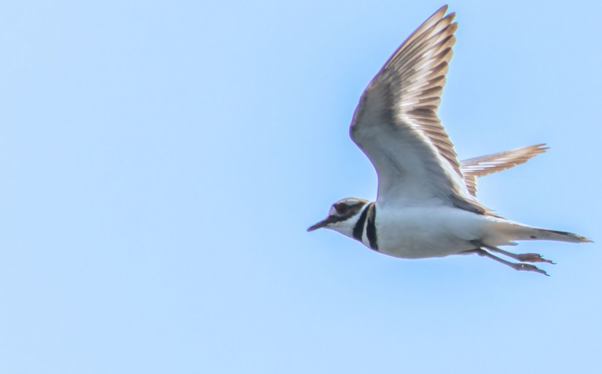 Killdeer - ML623534478