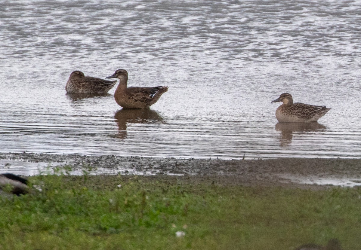 Garganey - ML623534483