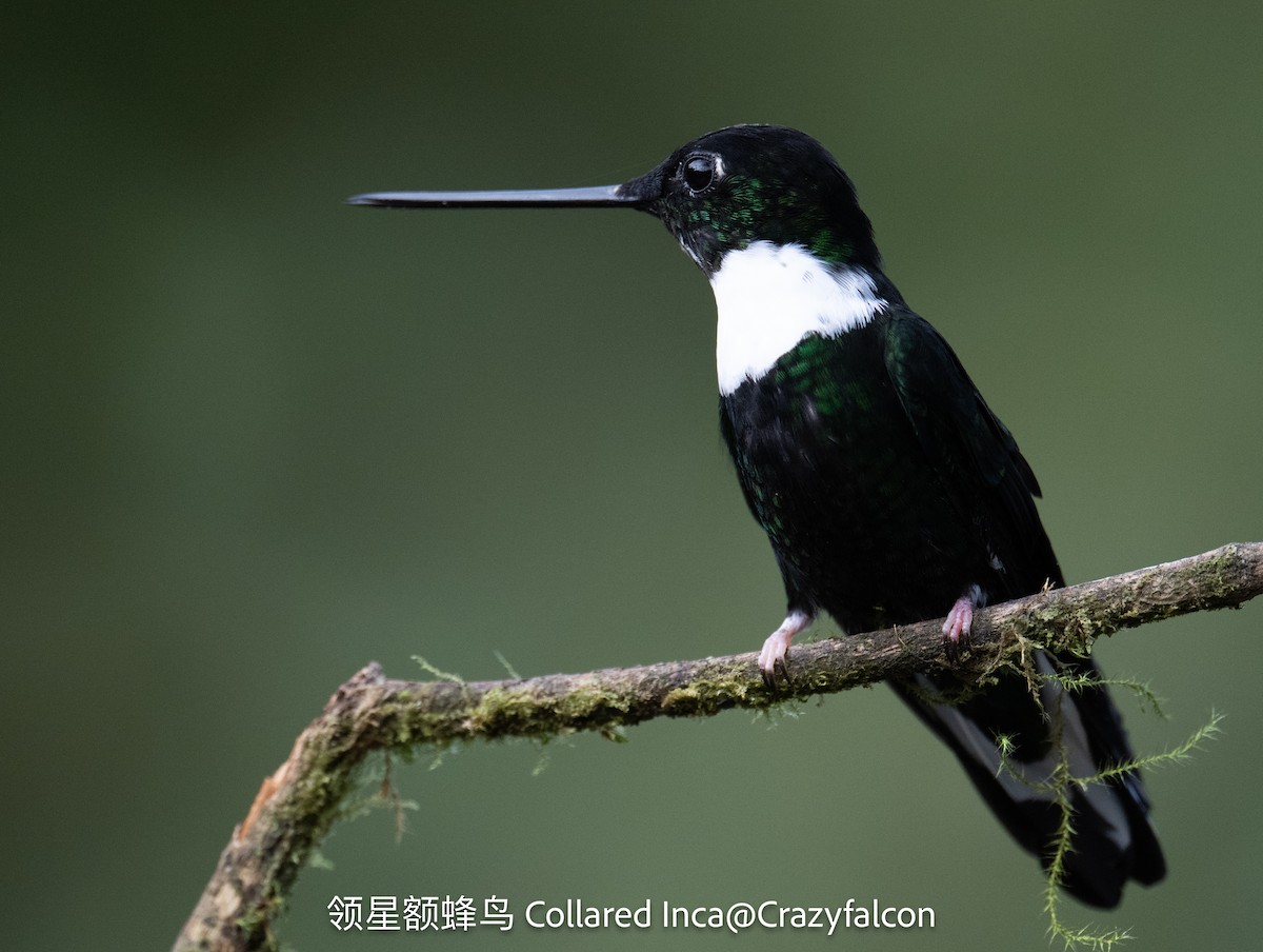 Collared Inca - Qiang Zeng