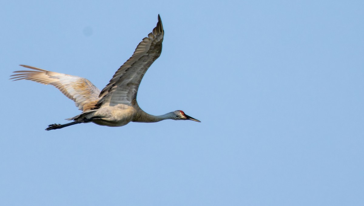 Sandhill Crane - ML623534491