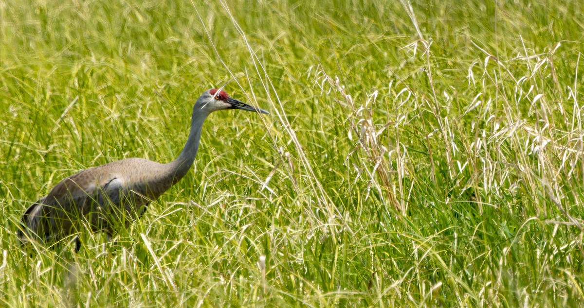 Sandhill Crane - ML623534492