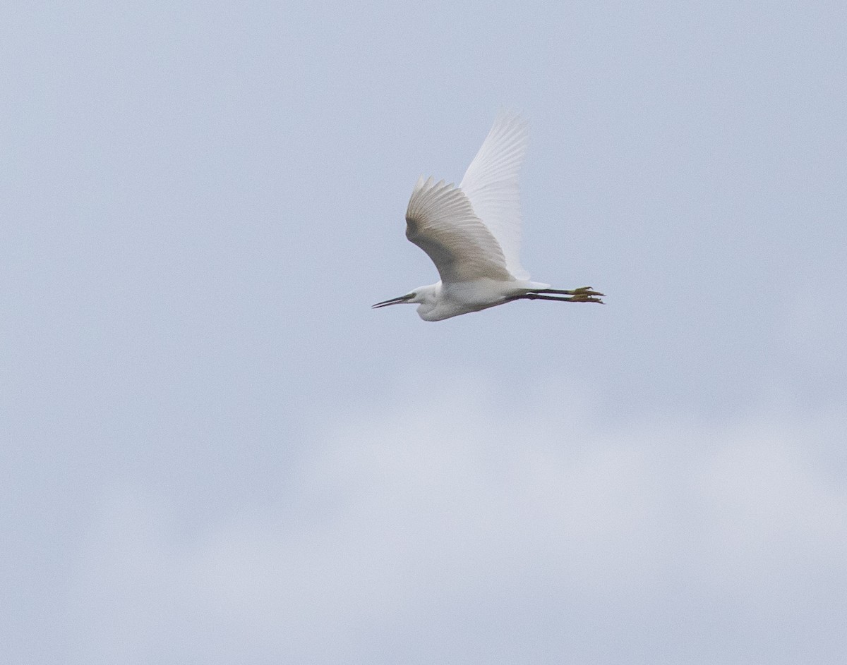 Little Egret - ML623534497