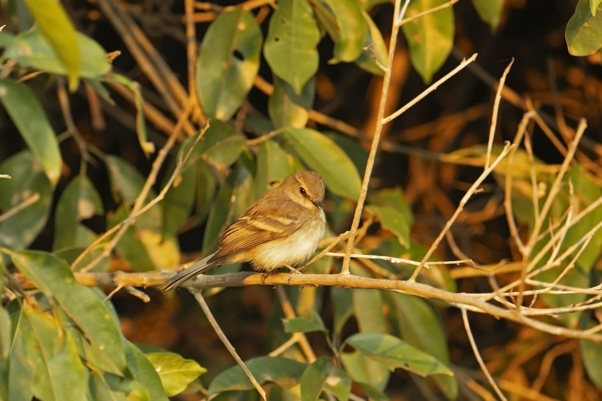 Fuscous Flycatcher - ML623534498