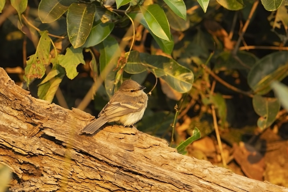 Fuscous Flycatcher - ML623534499