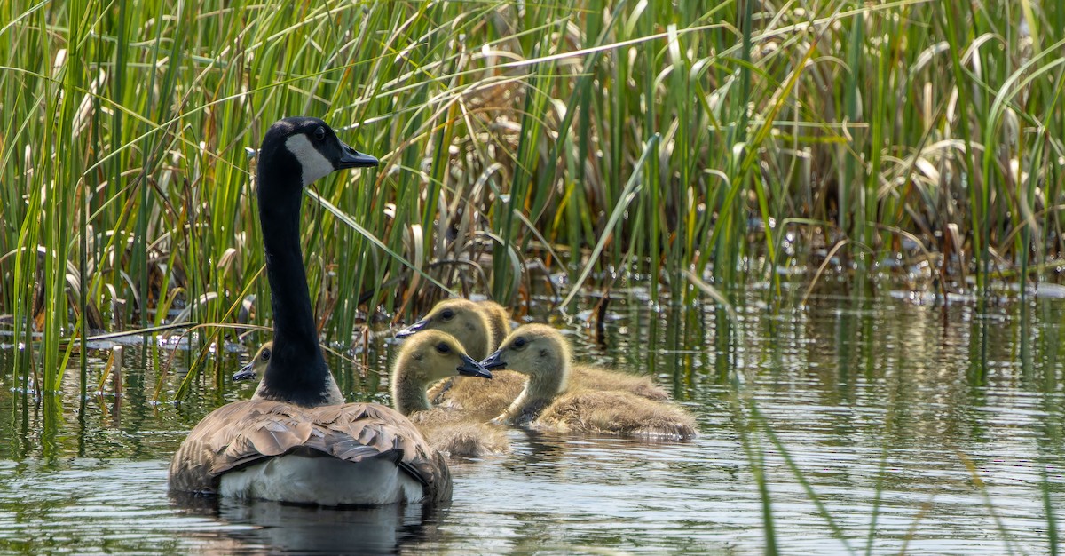 Canada Goose - ML623534512