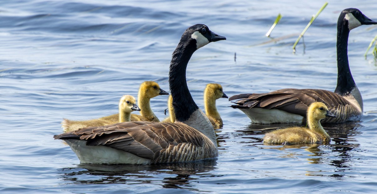 Canada Goose - ML623534514