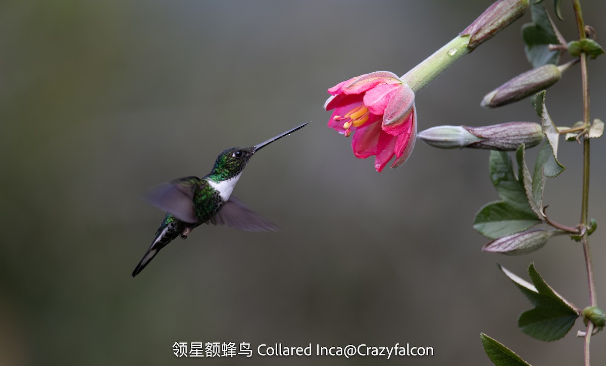 Collared Inca - ML623534519