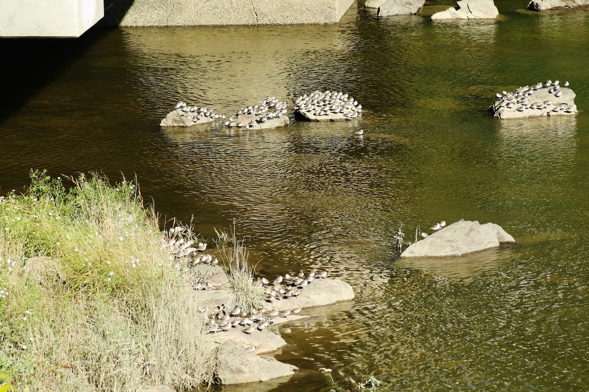 Semipalmated Sandpiper - ML623534526