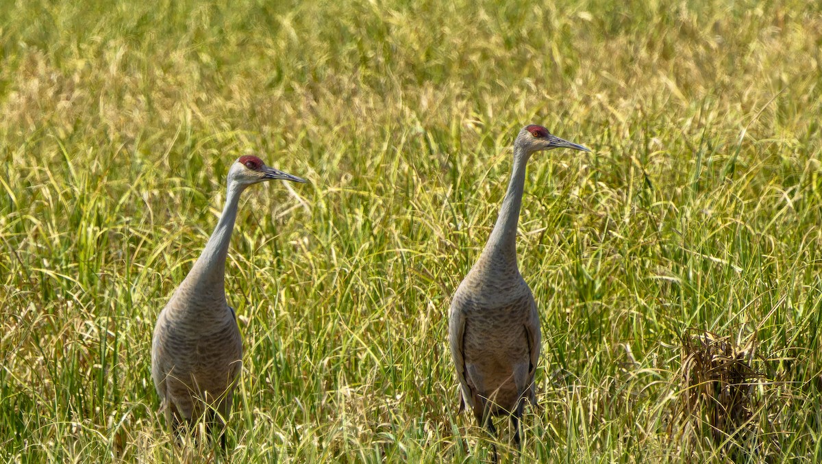 Sandhill Crane - ML623534528