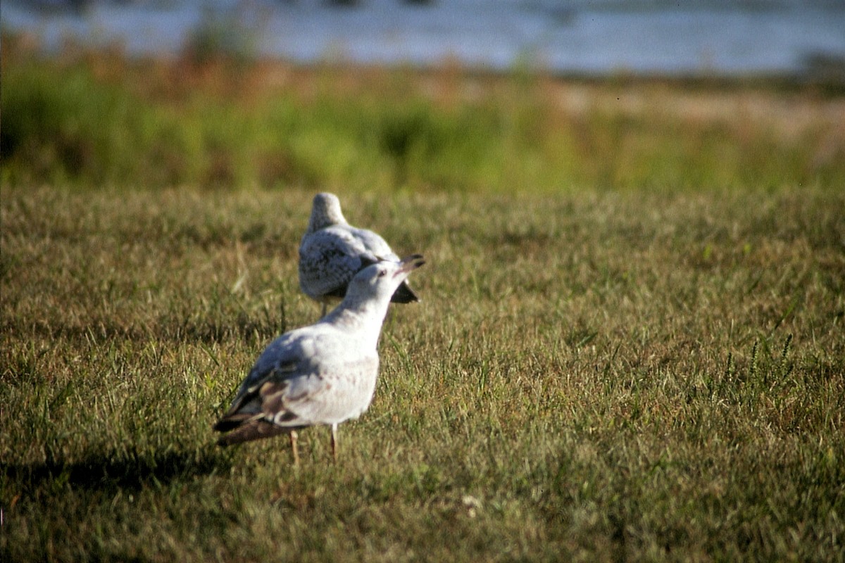 Herring Gull (American) - ML623534531