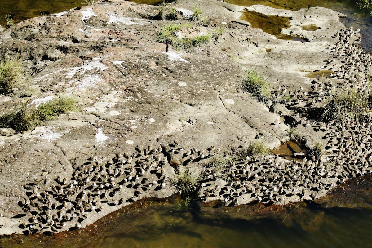 Semipalmated Sandpiper - ML623534539