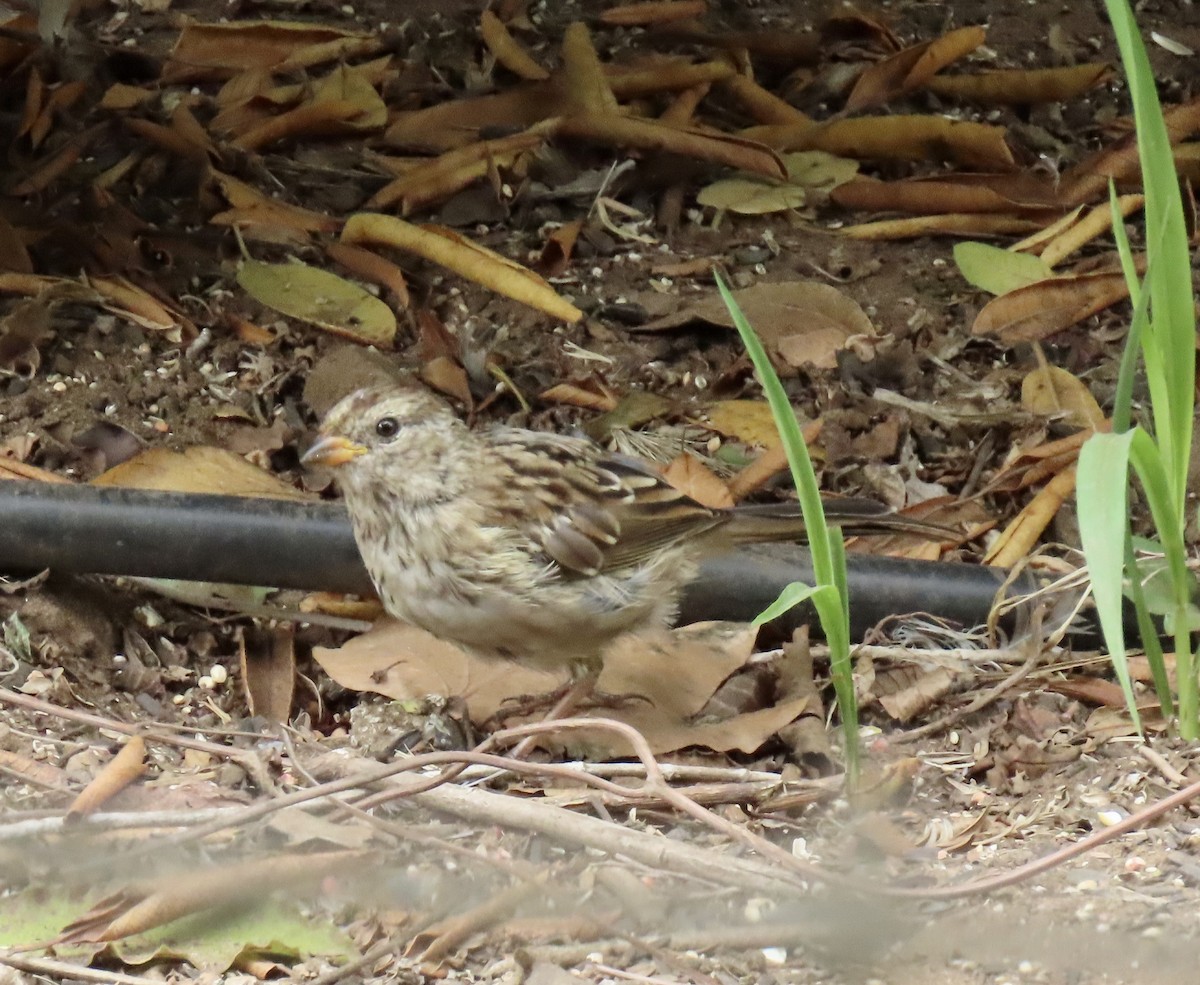 White-crowned Sparrow (nuttalli) - ML623534541