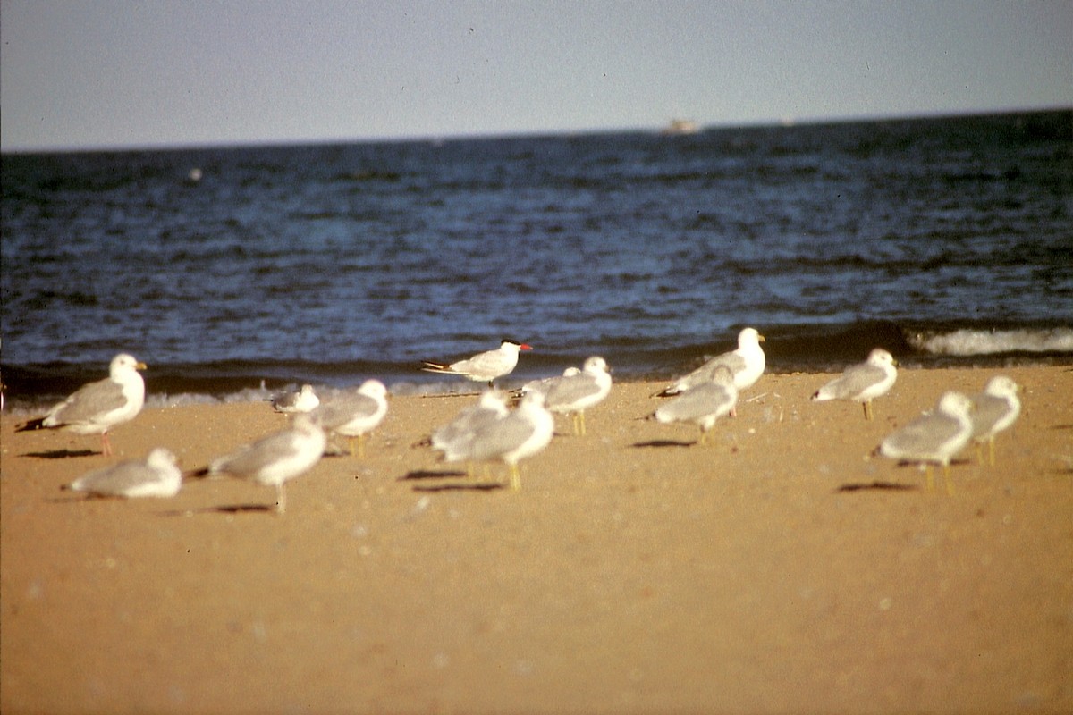 Caspian Tern - ML623534559