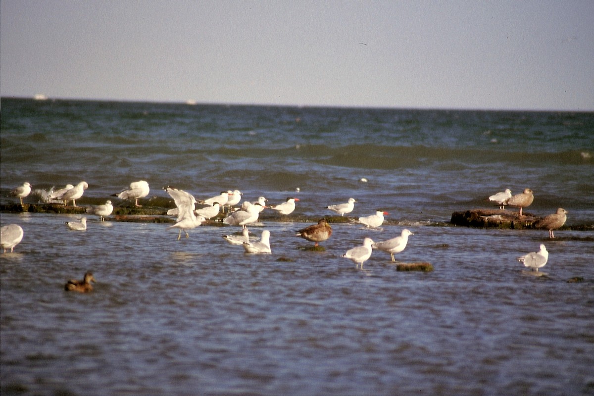 Caspian Tern - ML623534560