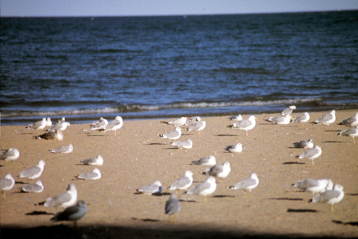 Caspian Tern - ML623534561