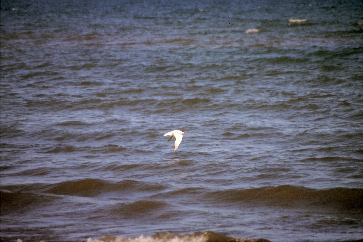 Caspian Tern - ML623534562