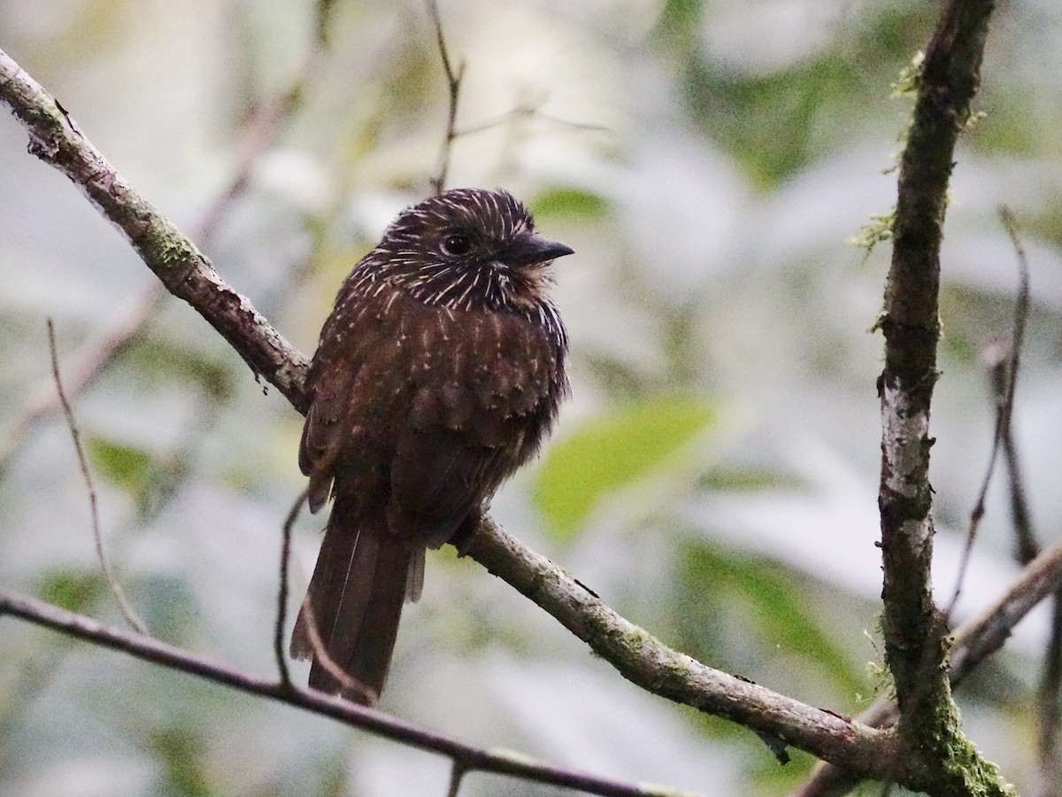 Black-streaked Puffbird - ML623534577