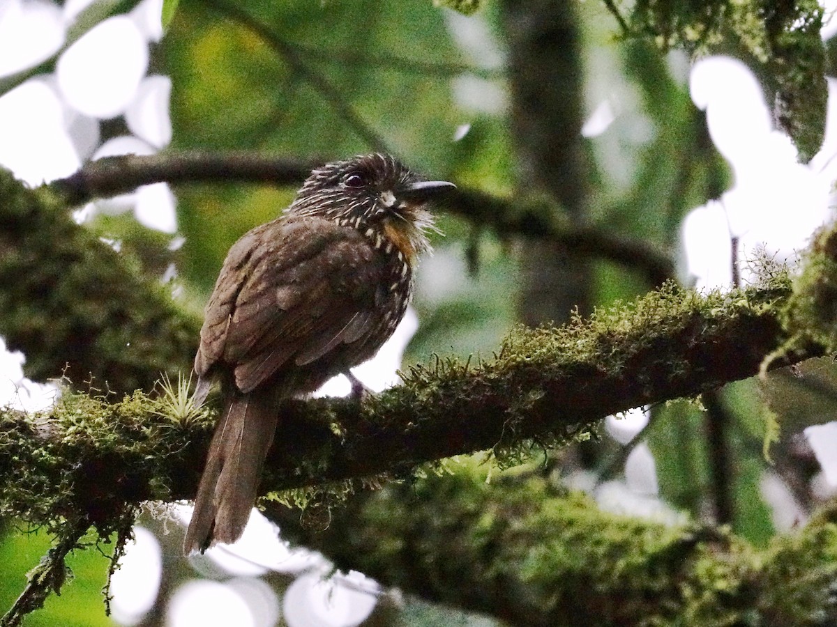 Black-streaked Puffbird - ML623534578