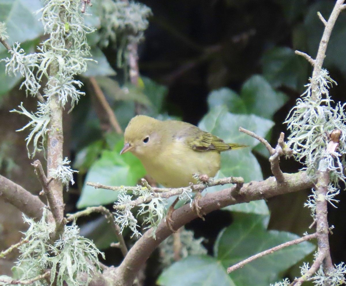 Yellow Warbler - ML623534583