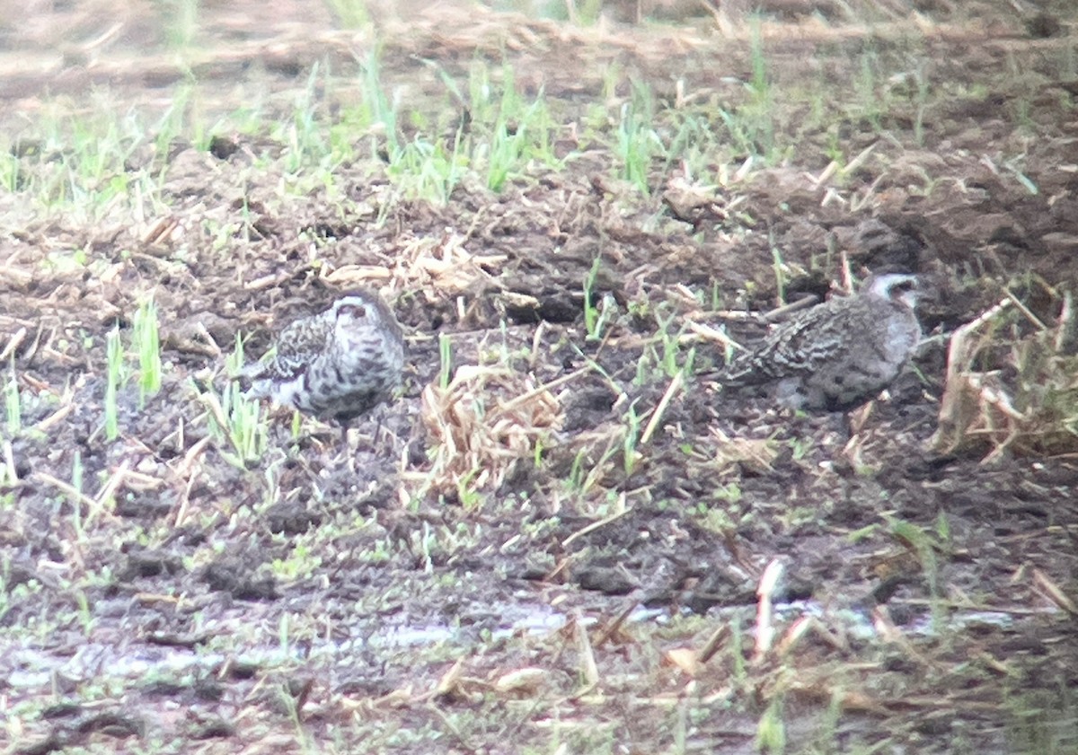 American Golden-Plover - ML623534614