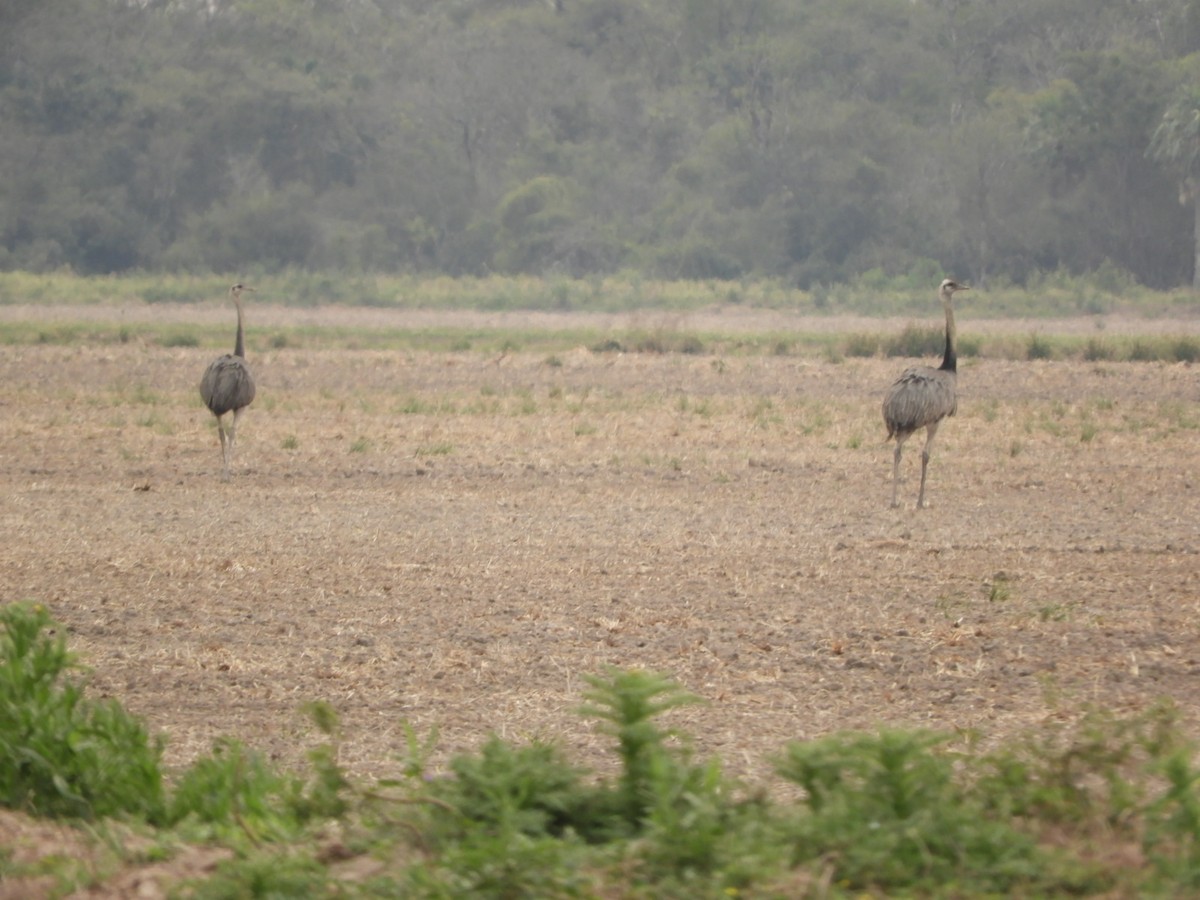 Greater Rhea - ML623534675