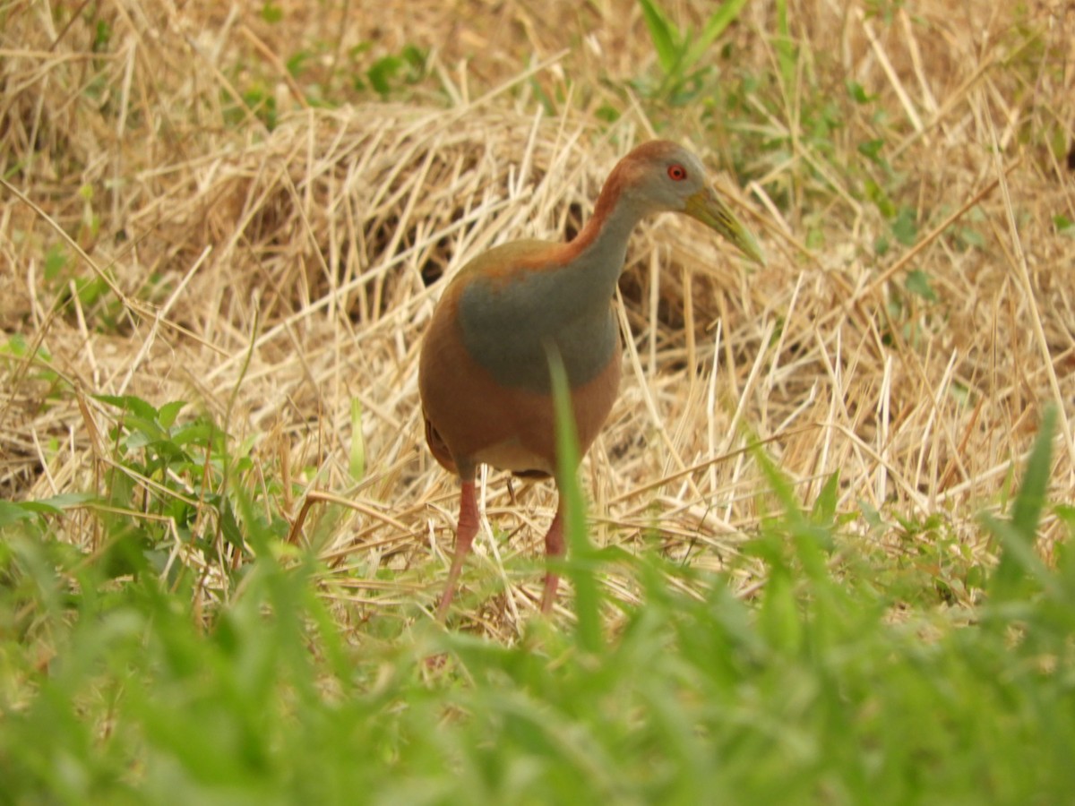 Giant Wood-Rail - ML623534689