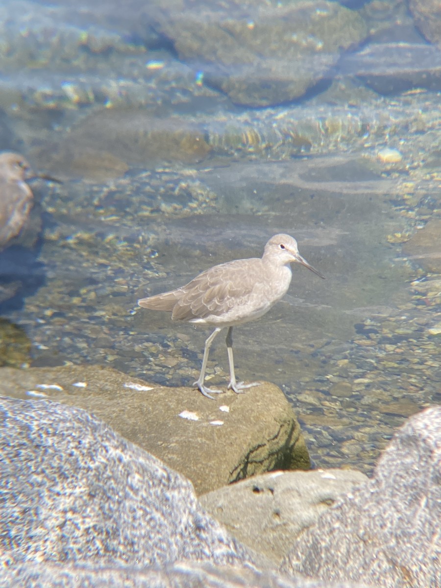 Willet - ML623534714