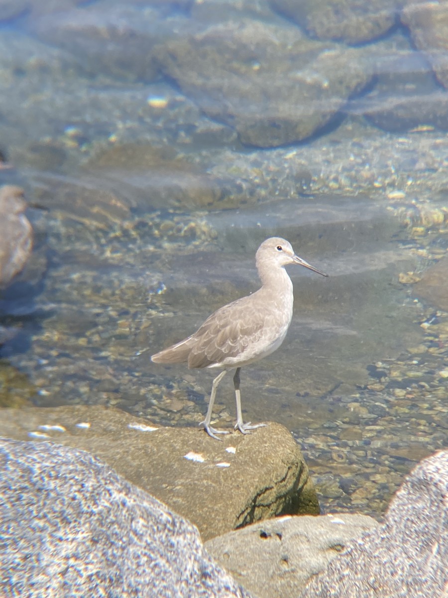 Willet - ML623534715