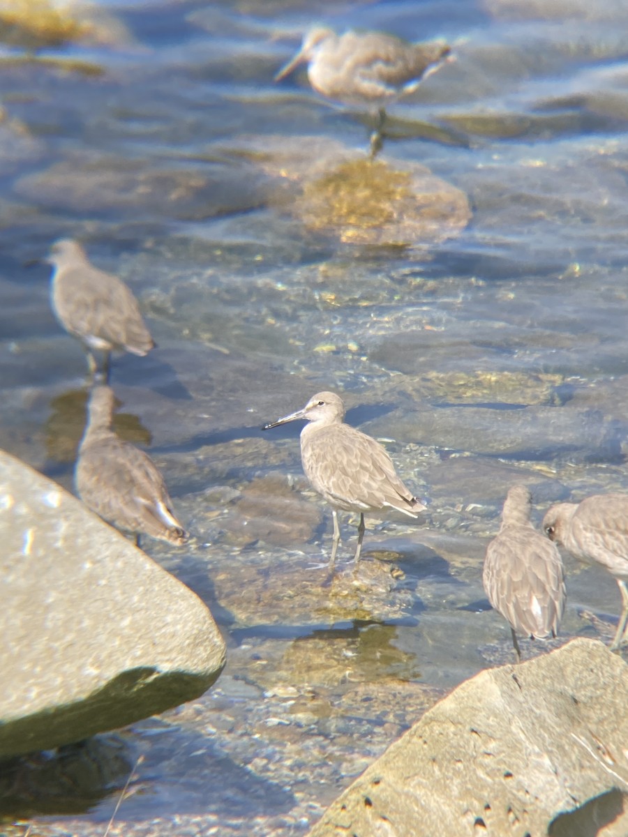 Willet - ML623534717