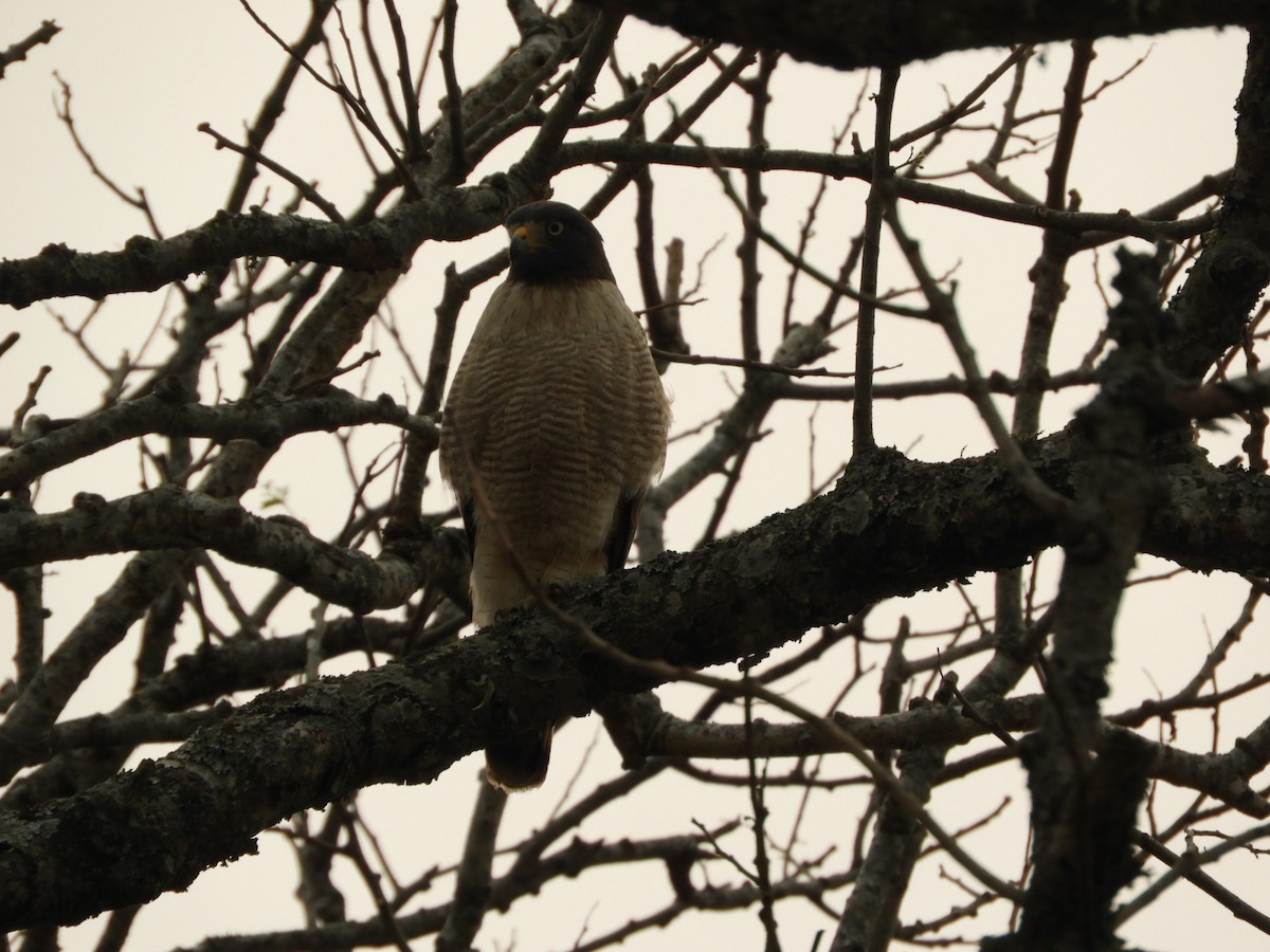 Roadside Hawk - ML623534723