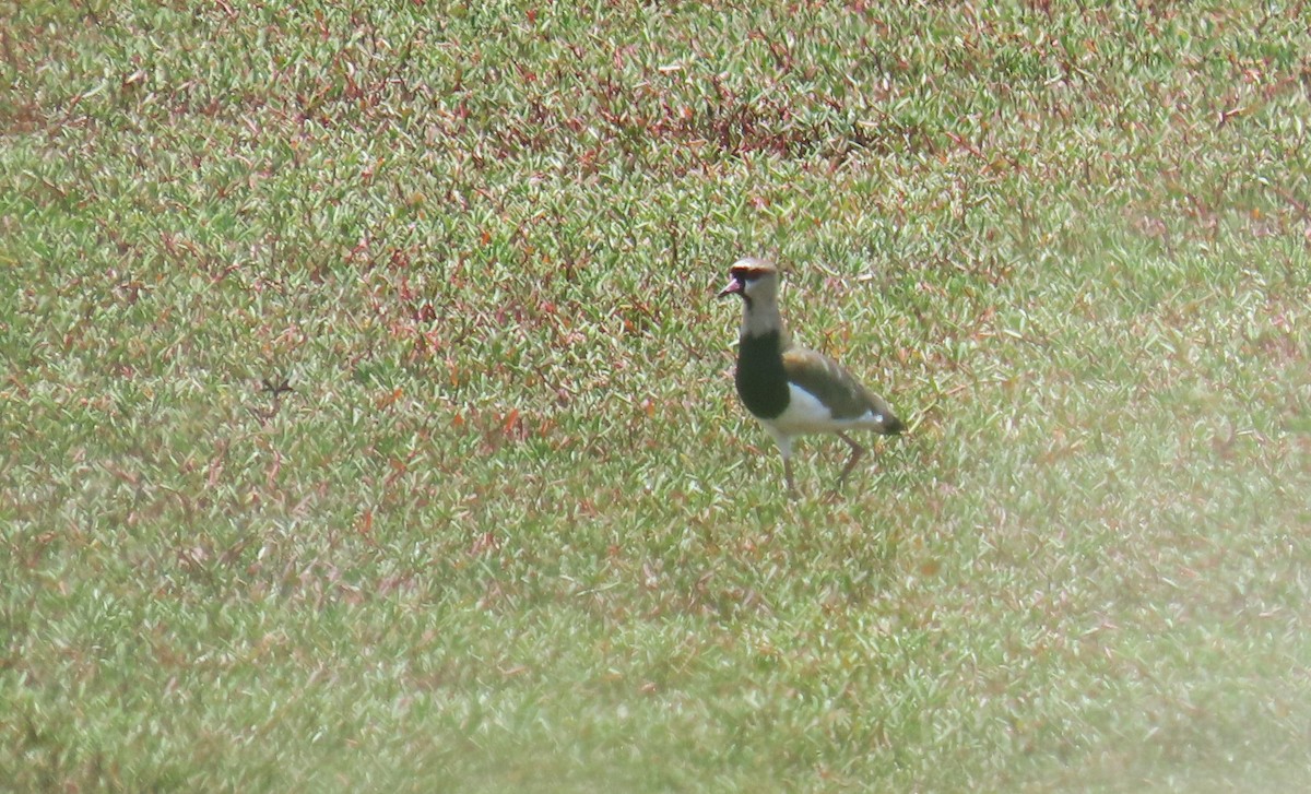 Southern Lapwing - ML623534728