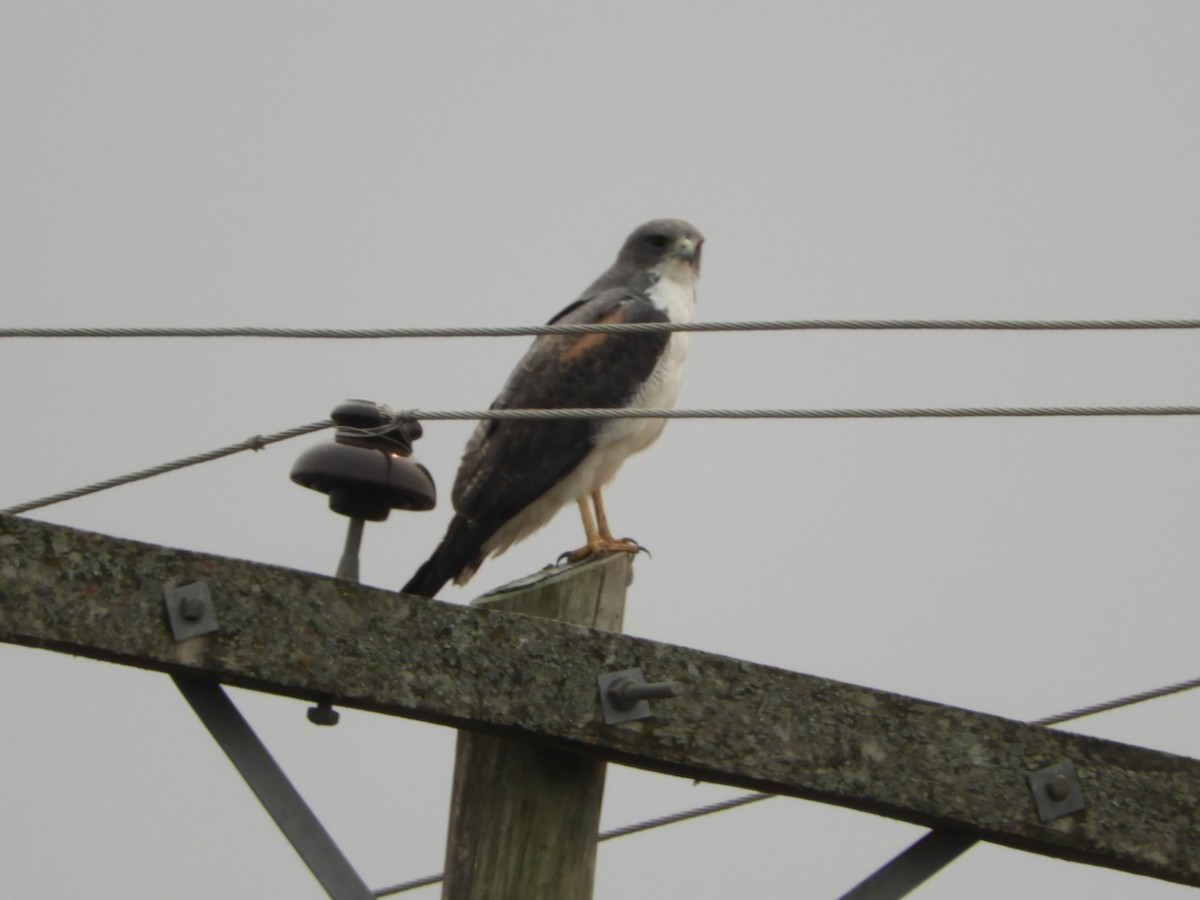 White-tailed Hawk - ML623534729