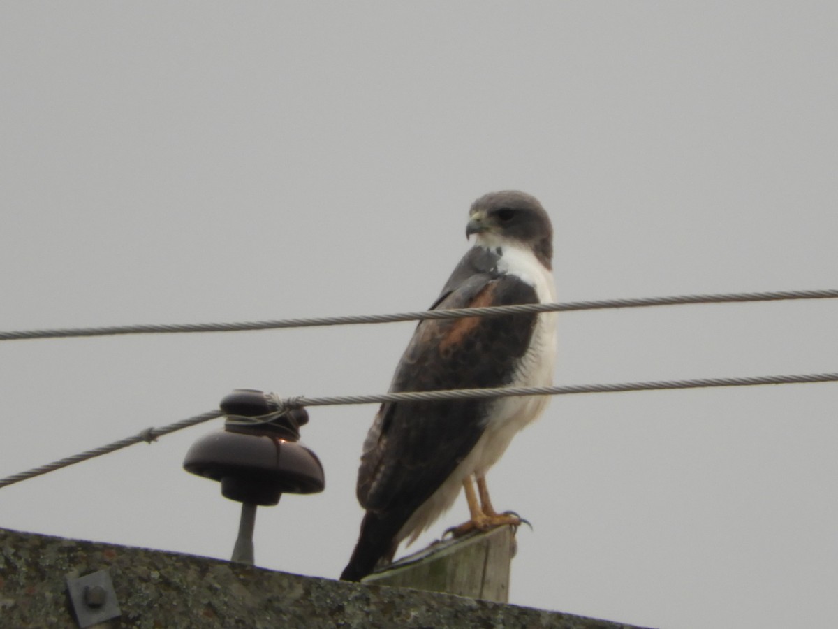 White-tailed Hawk - ML623534730