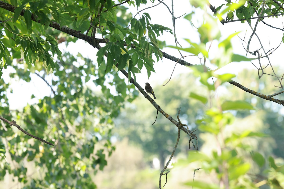 Yellow-rumped Warbler - ML623534739