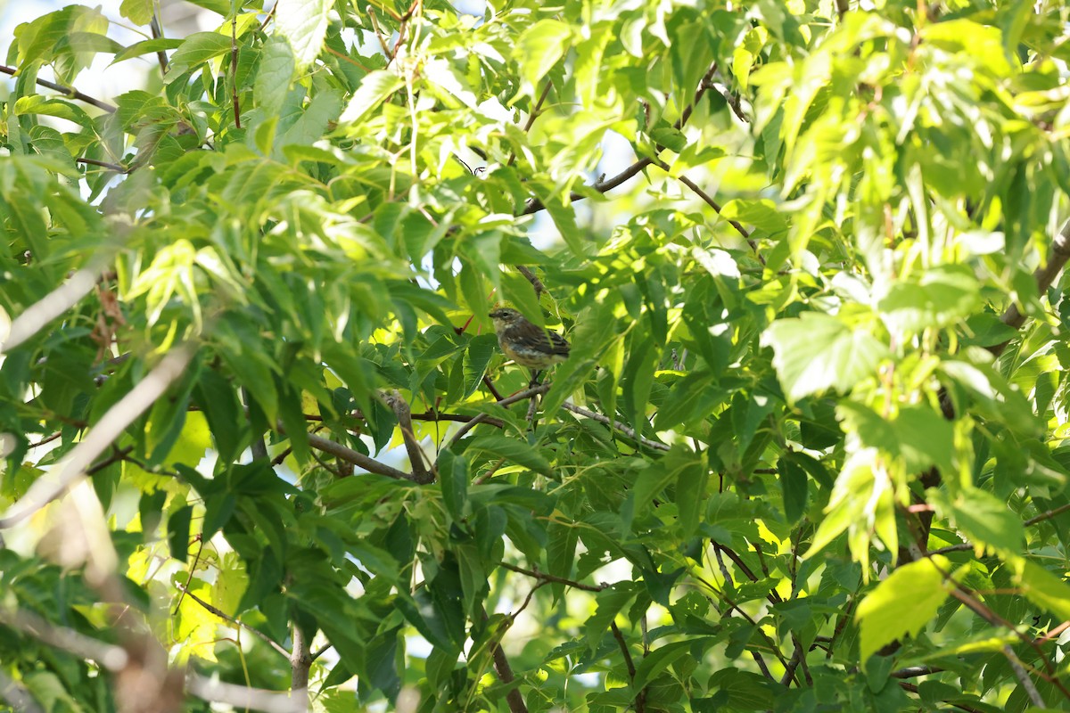 Yellow-rumped Warbler - ML623534740