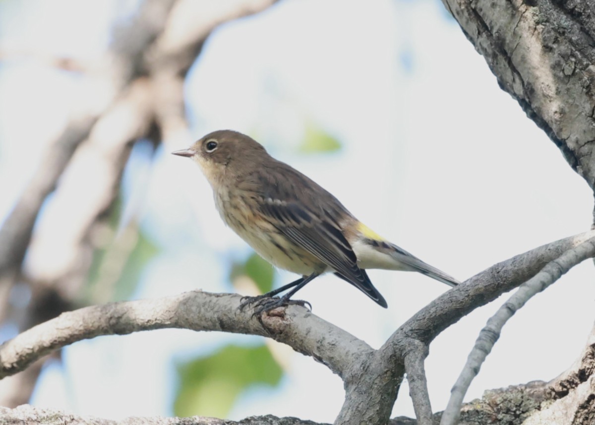 Yellow-rumped Warbler - Marie Provost