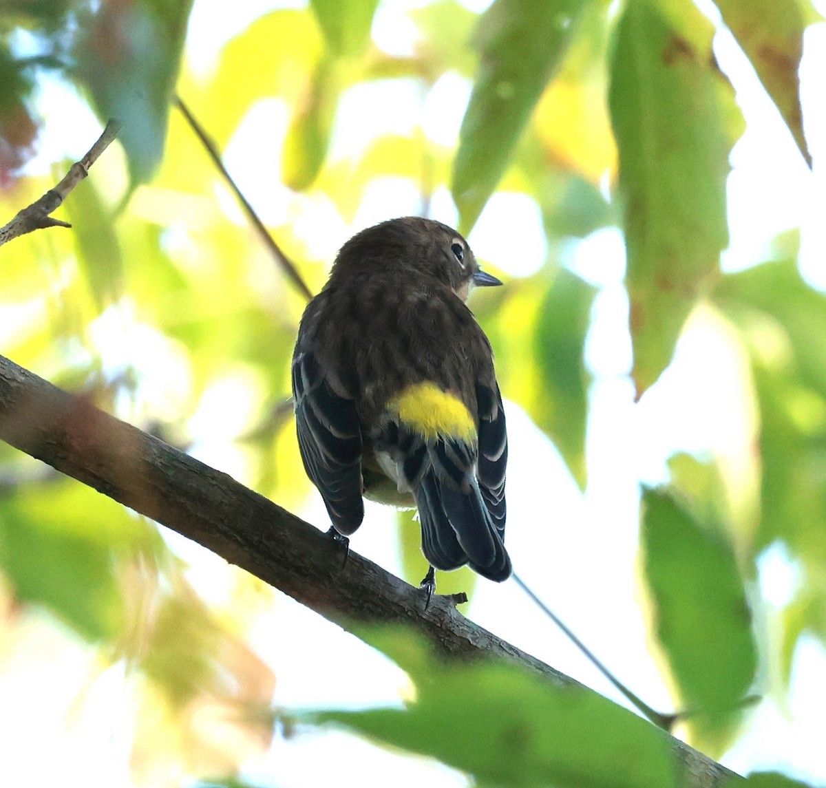 Yellow-rumped Warbler - ML623534744