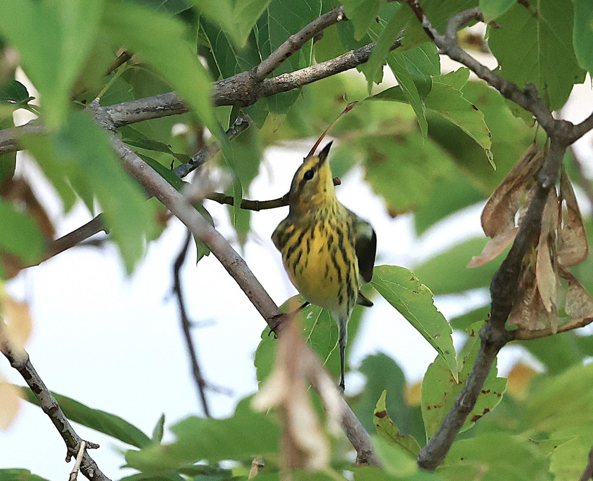 Cape May Warbler - ML623534751